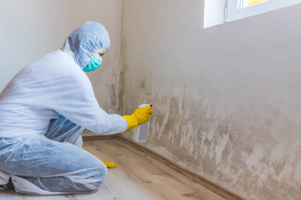 Licensed Black Mold Removal service in Leland, NC - WQB Mold Removal