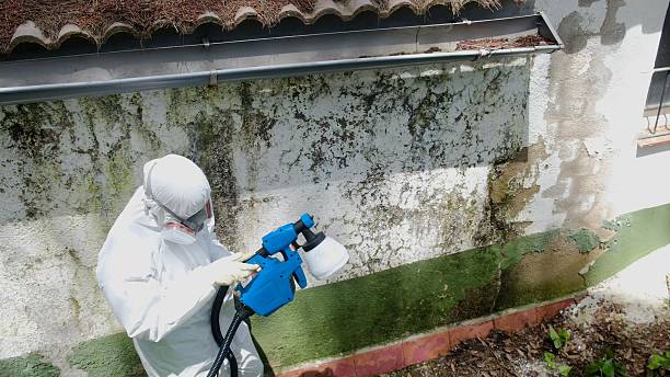 Top rated local Black Mold Removal specialists in Leland, NC